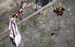Новини України - На Київщині чоловік кинув коктейль Молотова в будинок односельця