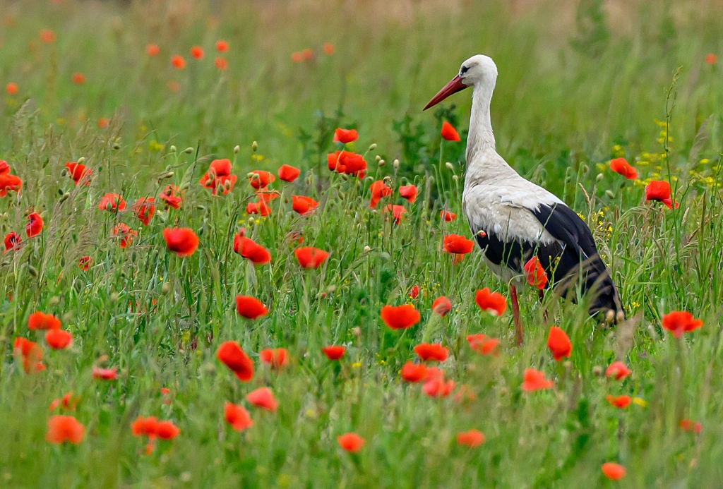 Новини України - Якою буде погода на початку липня: прогноз синоптиків
