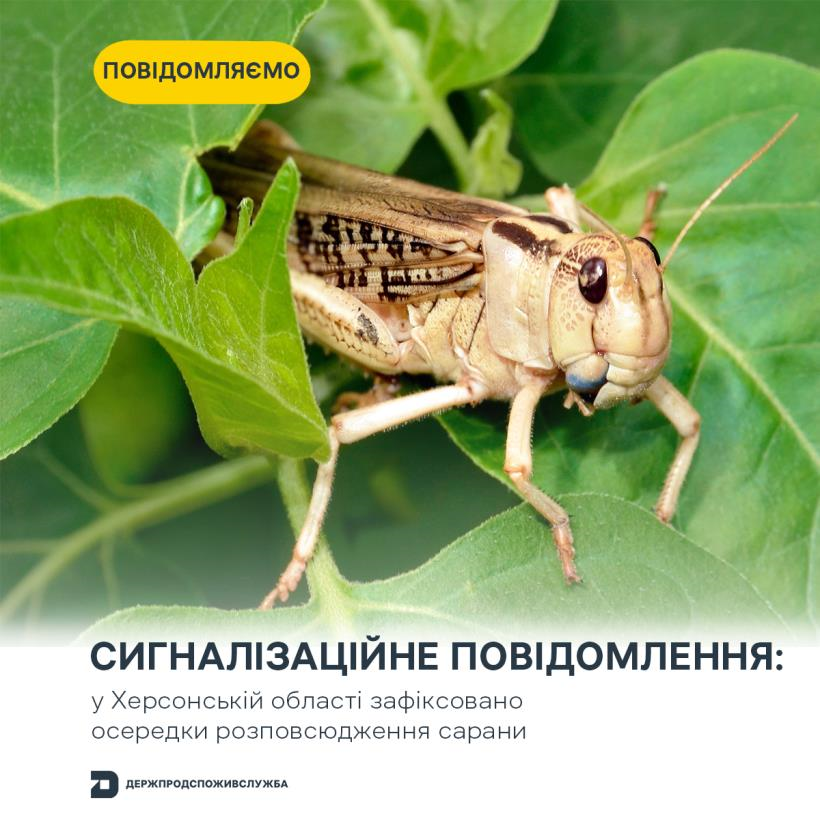 Новини України - Злісні вегетаріанці: на Херсонщині виявили нашестя сарани