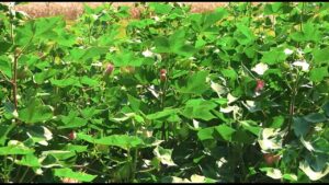 Бавовник – «біле золото» українського півдня