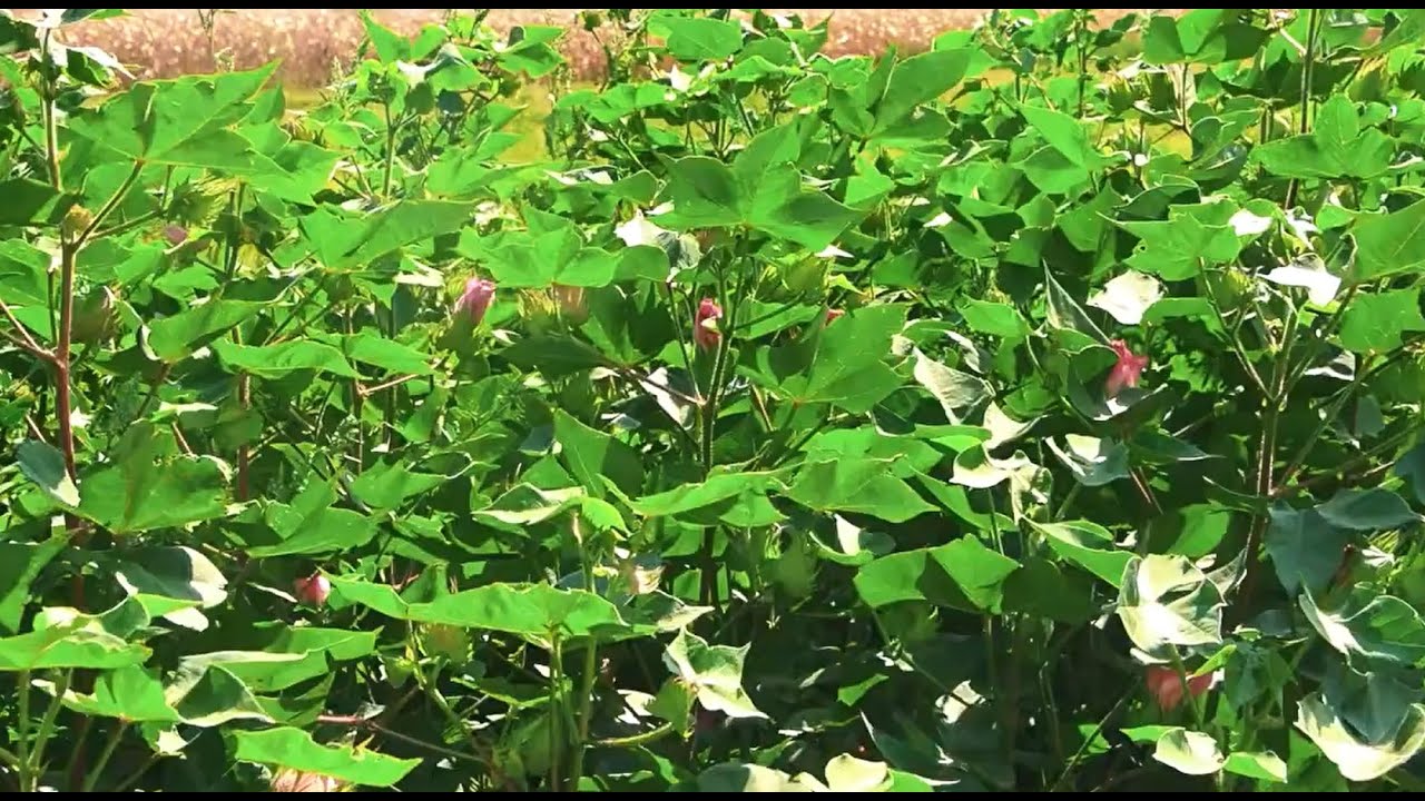 Бавовник – «біле золото» українського півдня