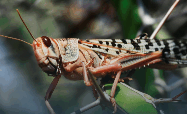 Держпродспоживслужба прокоментувала нашестя сарани