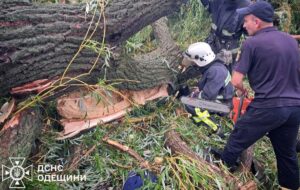 Новини України - На Одещині через падіння дерева загинув підліток