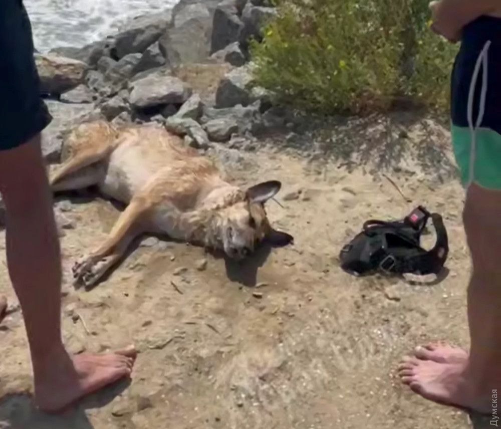 Новини України - На Одещині врятували собаку, яку власник намагався втопити у морі