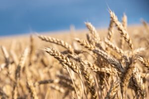 Новини бізнесу - У Мінагрополітики знизили прогноз врожаю зернових на 5%