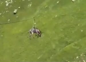 Новини світу - В Росії віслюка запустили на зиплайні зі схилу