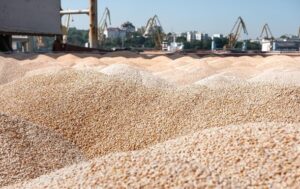 Новини України - Викрито депутата-колаборанта, що передав росіянам 24 тис. тонн врожаю