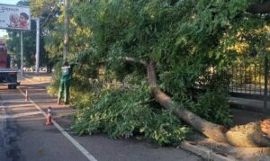 Новини України - В Одесі буревій повалив понад 70 дерев