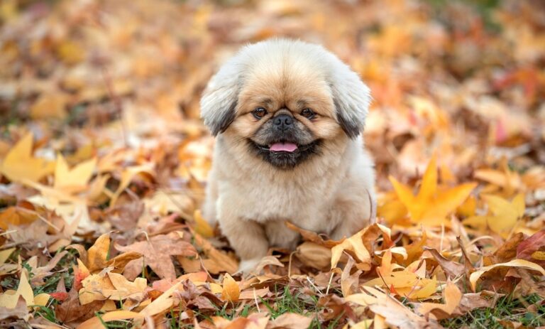 Синоптики розповіли, якою буде погода в Україні 29 вересня