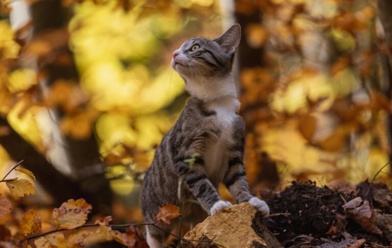 Синоптики спрогнозували, якою буде погода в Україні в жовтні