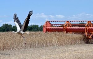 Новини бізнесу - В Україні зібрали майже 30 млн тонн зерна нового врожаю