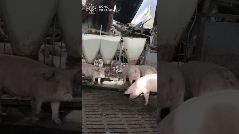 Харківщина:  13 тисяч свиней загинули внаслідок російської атаки по сільгосппідприємству
