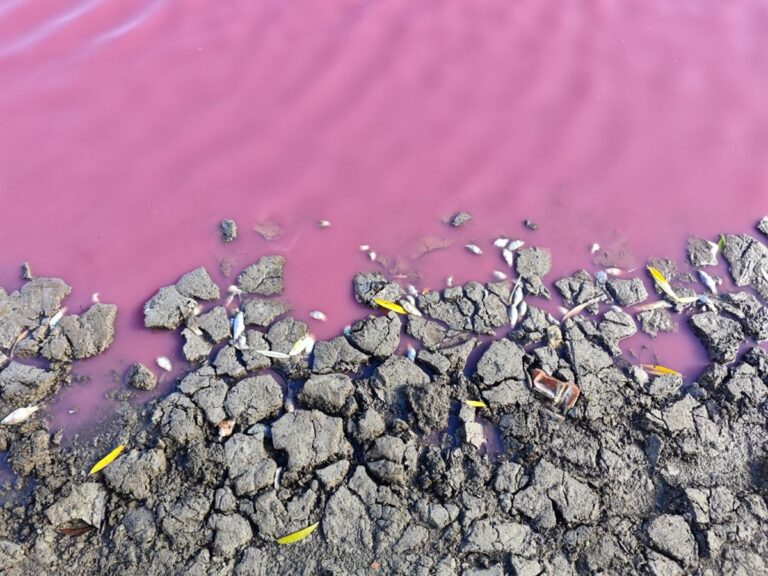 На Одещині зафіксували масову загибель риби у рожевій водоймі