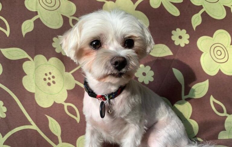 У Києві судитимуть чоловіка, який вбив собаку