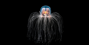 Без категорії - Найдивніші тварини світу