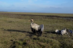 Новини України - Росіяни практично знищили Кінбурнську косу та Асканію-Нову - ВМС