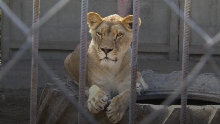 У Хмельницькому розшукали двох левиць, які втекли з реабцентру