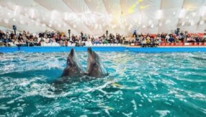 Новини України - В Одесі будівлю дельфінарію Немо арештували за борги