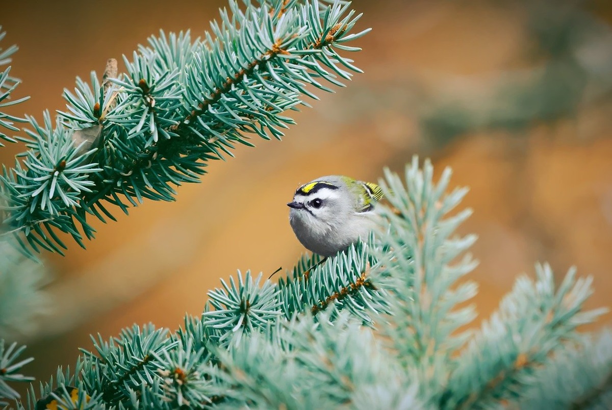 Гороскоп для всіх знаків зодіаку на 4 грудня 2025 року