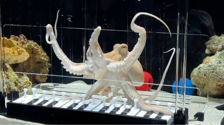 Музикант з Швеції навчив восьминіга грати Baby Shark