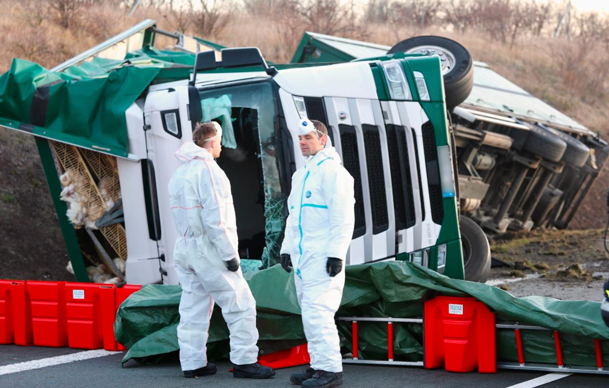 Тисячі курей розбіглися з місця масштабної ДТП у Німеччині