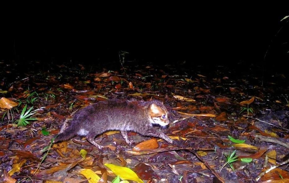 У Таїланді помітили кішку, яка вважалася вимерлою