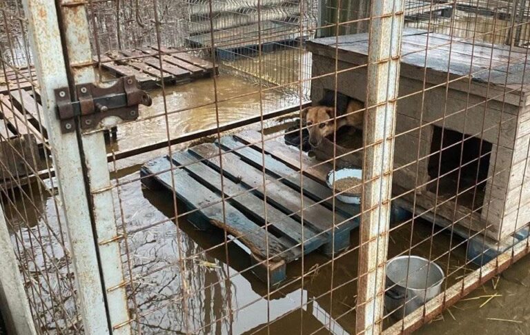 Притулок у Кропивницькому опинився під водою: “у пастці” сотні собак