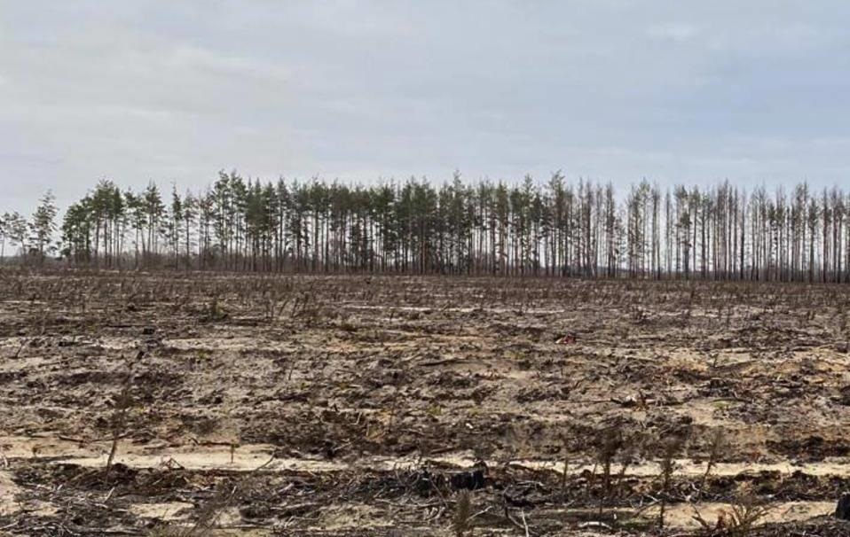 В Україні викрили схеми незаконних рубок на 18 млн